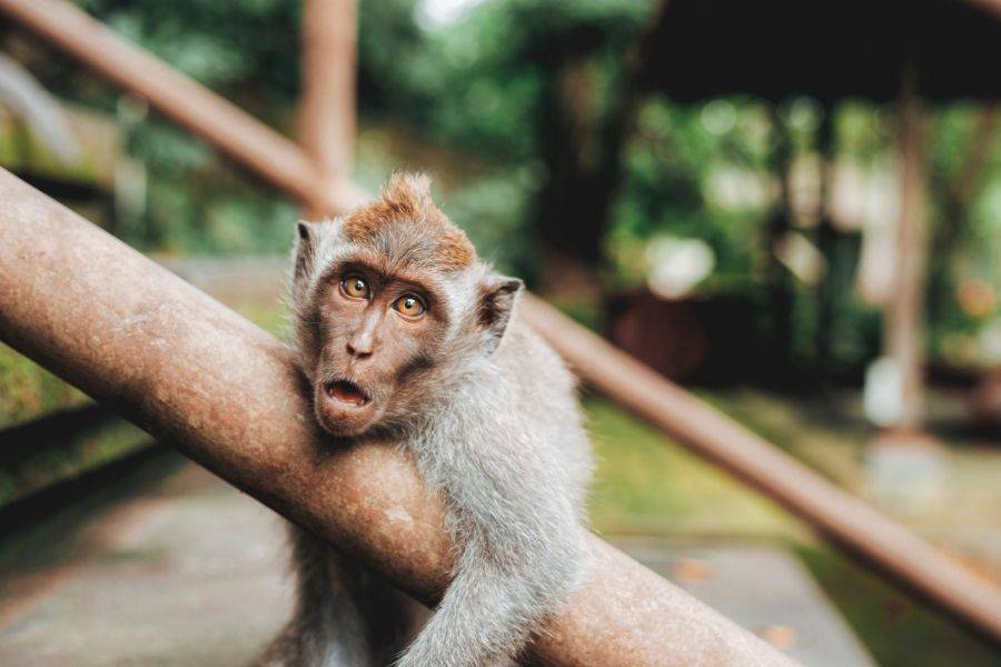 Sacred Monkey Forest Sanctuary