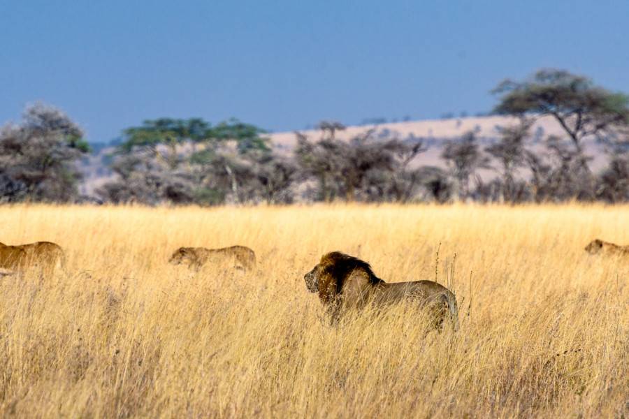 The Serengeti