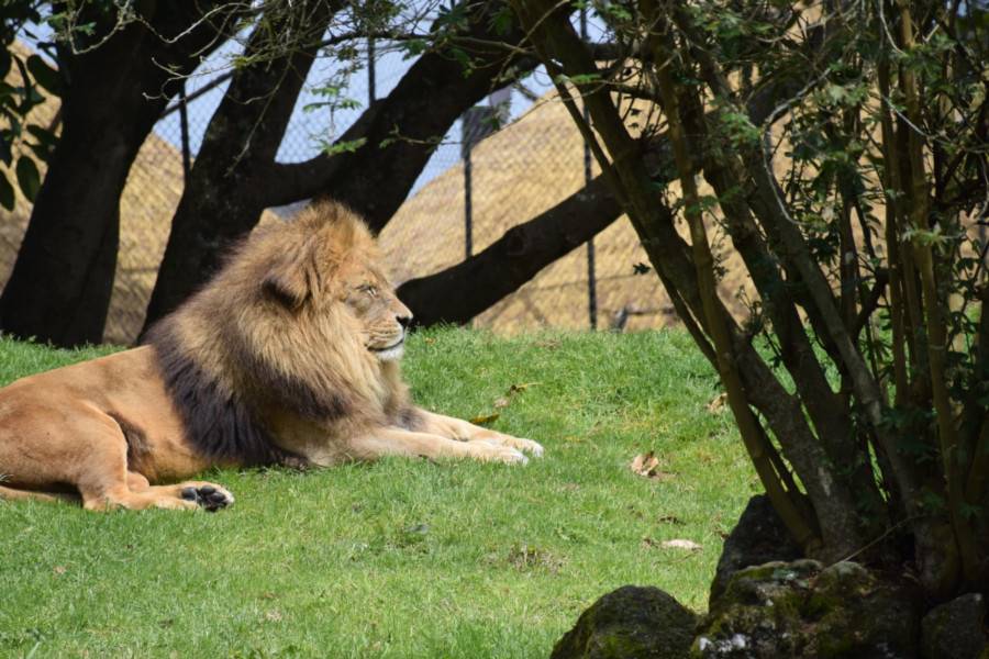 Auckland Zoo