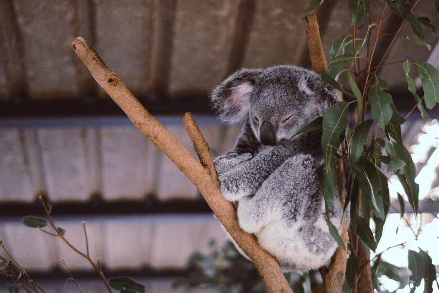 Lone Pine Koala Sanctuary