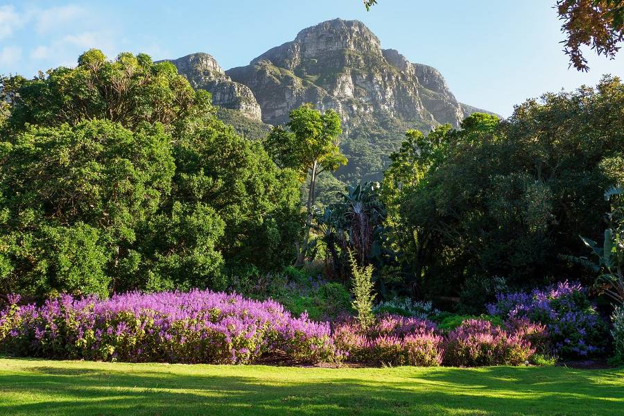 Kirstenbosch National Botanical Gardens