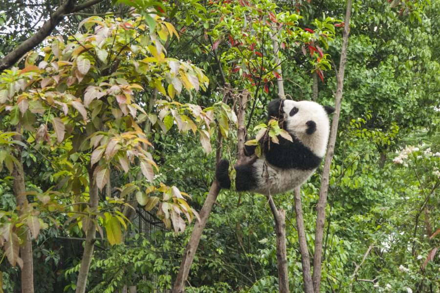 Chengdu Research Base of Giant Panda Breeding