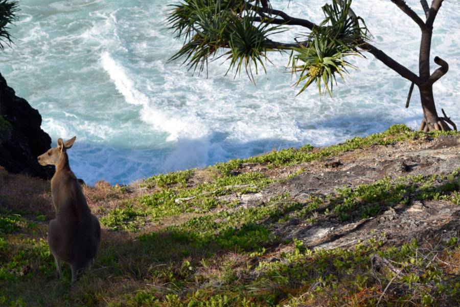 North Stradbroke Island