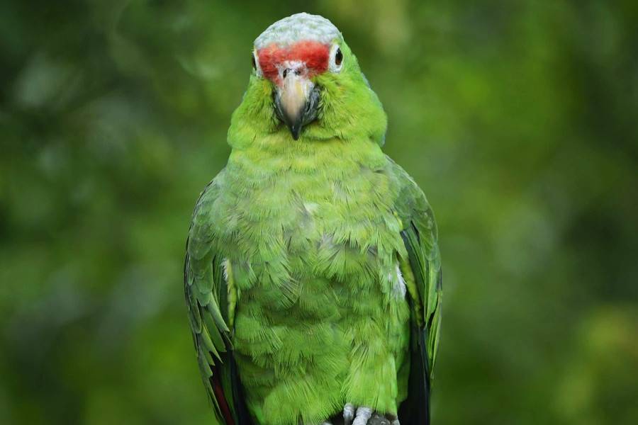 Bosque Protector Cerro Blanco