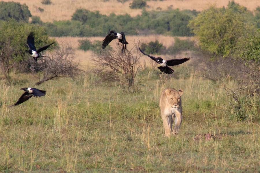 Pilanesberg National Park