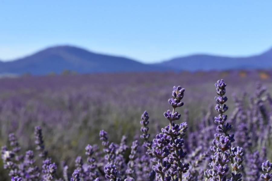 Ben Lomond National Park