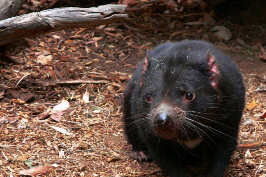 Tasmania Zoo