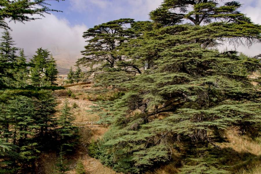 Cedars of God