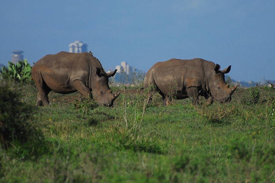 Nairobi National Park