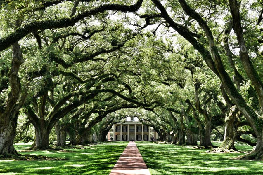 Oak Alley Plantation
