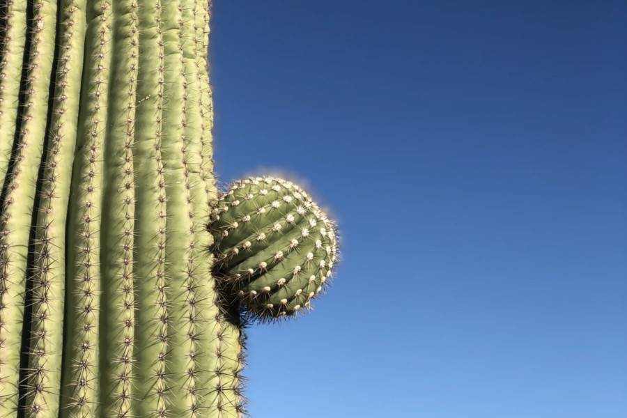Desert Botanical Garden
