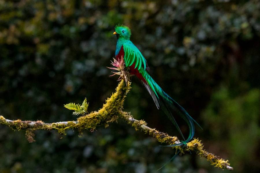 Los Quetzales National Park