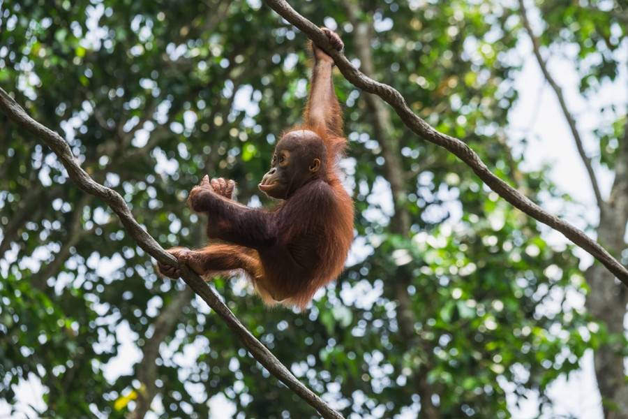 Singapore Zoo