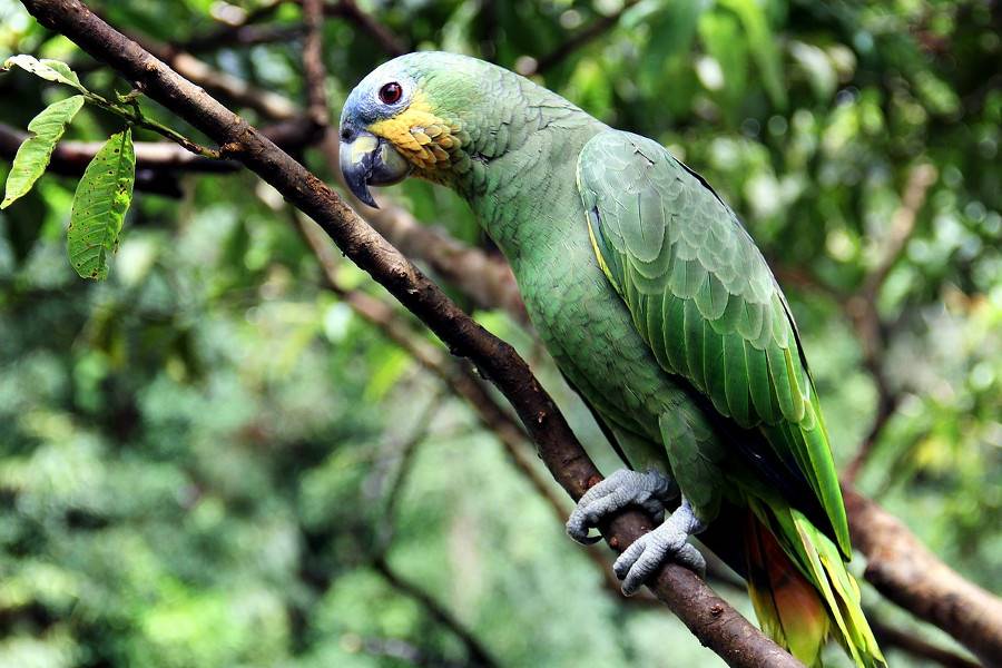 The Amazon