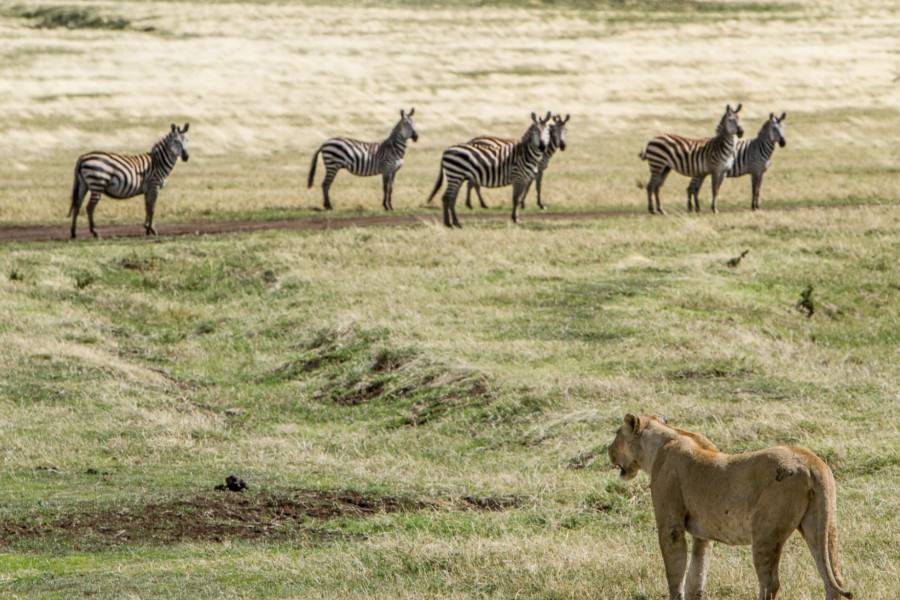 Ngorongoro Conservation Area